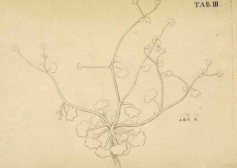 Reproducción/Reproduction 49232629498: Stirpium rariorum minusque cognitarum in Sicilia sponte provenientium descriptiones nonnullis iconibus auctae /. Panormi :Typis Regiis,1813-1816.. 