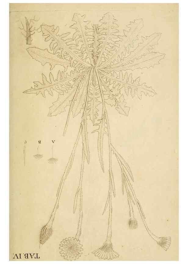 Reproducción/Reproduction 49233318562: Stirpium rariorum minusque cognitarum in Sicilia sponte provenientium descriptiones nonnullis iconibus auctae /. Panormi :Typis Regiis,1813-1816.. 