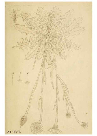 Reproducción/Reproduction 49233318562: Stirpium rariorum minusque cognitarum in Sicilia sponte provenientium descriptiones nonnullis iconibus auctae /. Panormi :Typis Regiis,1813-1816.. 