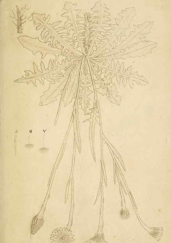 Reproducción/Reproduction 49233318562: Stirpium rariorum minusque cognitarum in Sicilia sponte provenientium descriptiones nonnullis iconibus auctae /. Panormi :Typis Regiis,1813-1816.. 