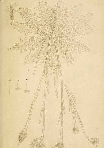 Reproducción/Reproduction 49233318562: Stirpium rariorum minusque cognitarum in Sicilia sponte provenientium descriptiones nonnullis iconibus auctae /. Panormi :Typis Regiis,1813-1816.. 