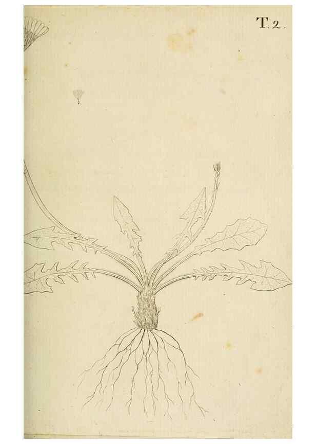Reproducción/Reproduction 49233314867: Stirpium rariorum minusque cognitarum in Sicilia sponte provenientium descriptiones nonnullis iconibus auctae /. Panormi :Typis Regiis,1813-1816.. 