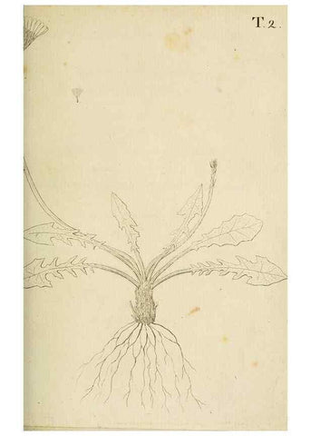 Reproducción/Reproduction 49233314867: Stirpium rariorum minusque cognitarum in Sicilia sponte provenientium descriptiones nonnullis iconibus auctae /. Panormi :Typis Regiis,1813-1816.. 