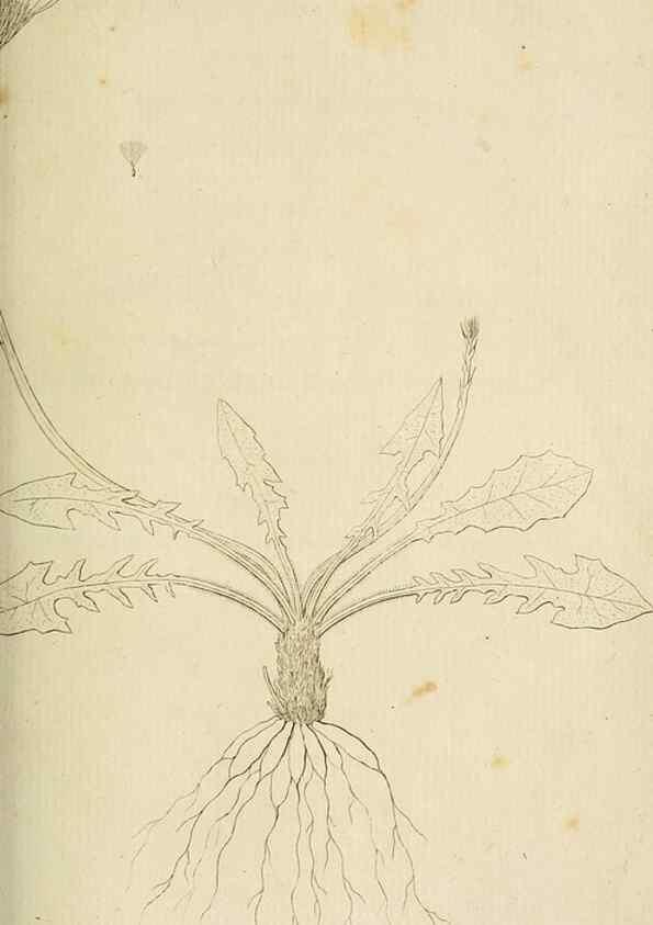 Reproducción/Reproduction 49233314867: Stirpium rariorum minusque cognitarum in Sicilia sponte provenientium descriptiones nonnullis iconibus auctae /. Panormi :Typis Regiis,1813-1816.. 