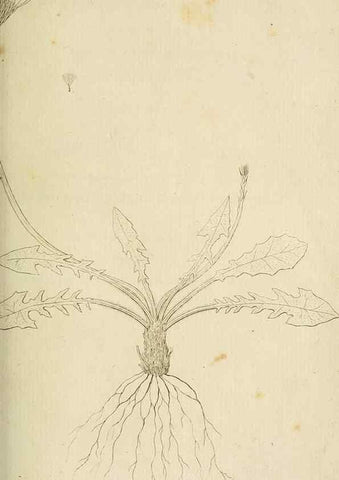 Reproducción/Reproduction 49233314867: Stirpium rariorum minusque cognitarum in Sicilia sponte provenientium descriptiones nonnullis iconibus auctae /. Panormi :Typis Regiis,1813-1816.. 