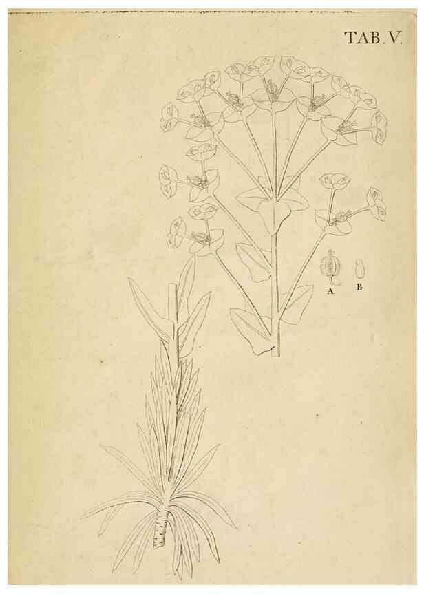 Reproducción/Reproduction 49233318867: Stirpium rariorum minusque cognitarum in Sicilia sponte provenientium descriptiones nonnullis iconibus auctae /. Panormi :Typis Regiis,1813-1816.. 