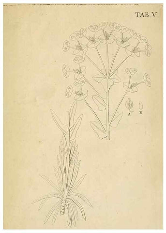 Reproducción/Reproduction 49233318867: Stirpium rariorum minusque cognitarum in Sicilia sponte provenientium descriptiones nonnullis iconibus auctae /. Panormi :Typis Regiis,1813-1816.. 