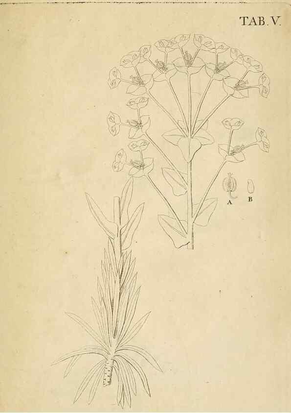 Reproducción/Reproduction 49233318867: Stirpium rariorum minusque cognitarum in Sicilia sponte provenientium descriptiones nonnullis iconibus auctae /. Panormi :Typis Regiis,1813-1816.. 