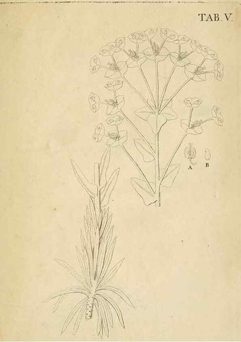 Reproducción/Reproduction 49233318867: Stirpium rariorum minusque cognitarum in Sicilia sponte provenientium descriptiones nonnullis iconibus auctae /. Panormi :Typis Regiis,1813-1816.. 