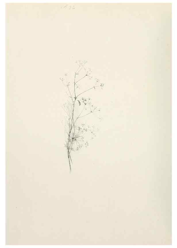 Reproducción/Reproduction 49232821918: Flower pictures,. London,[Printed by R. R. Clark,1914?]. 