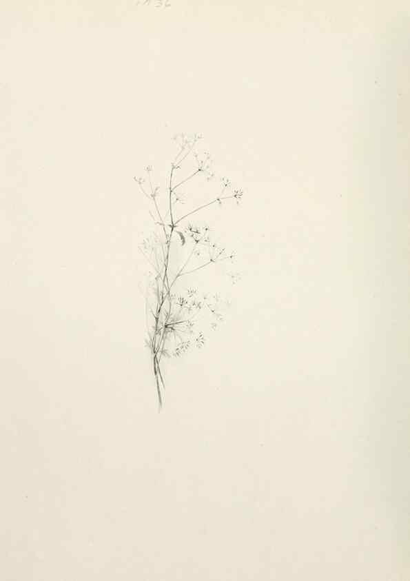 Reproducción/Reproduction 49232821918: Flower pictures,. London,[Printed by R. R. Clark,1914?]. 
