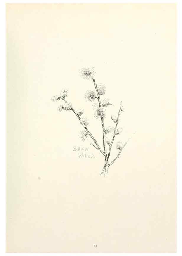 Reproducción/Reproduction 49233510052: Flower pictures,. London,[Printed by R. R. Clark,1914?]. 