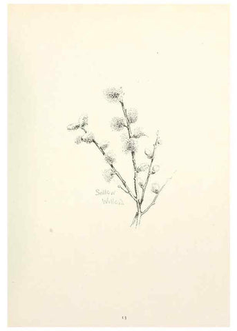 Reproducción/Reproduction 49233510052: Flower pictures,. London,[Printed by R. R. Clark,1914?]. 