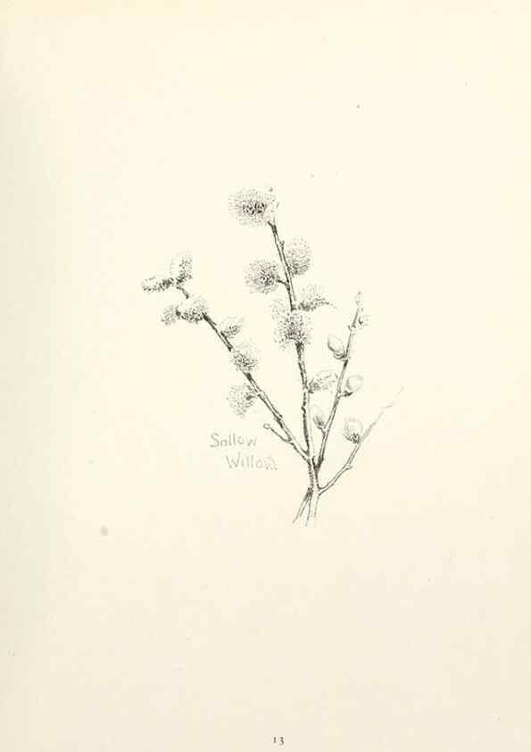 Reproducción/Reproduction 49233510052: Flower pictures,. London,[Printed by R. R. Clark,1914?]. 