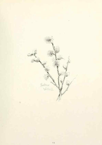 Reproducción/Reproduction 49233510052: Flower pictures,. London,[Printed by R. R. Clark,1914?]. 