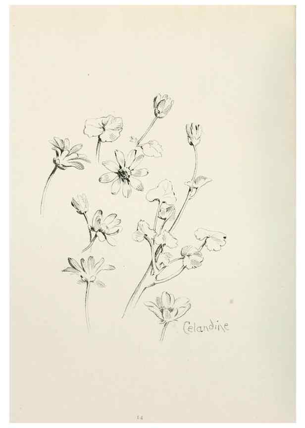 Reproducción/Reproduction 49233287591: Flower pictures,. London,[Printed by R. R. Clark,1914?]. 