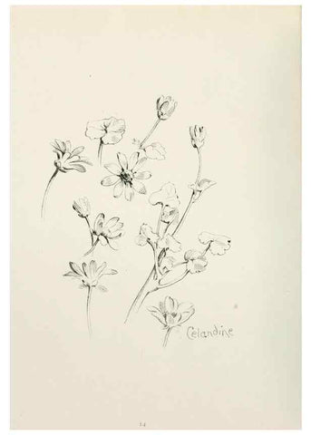 Reproducción/Reproduction 49233287591: Flower pictures,. London,[Printed by R. R. Clark,1914?]. 