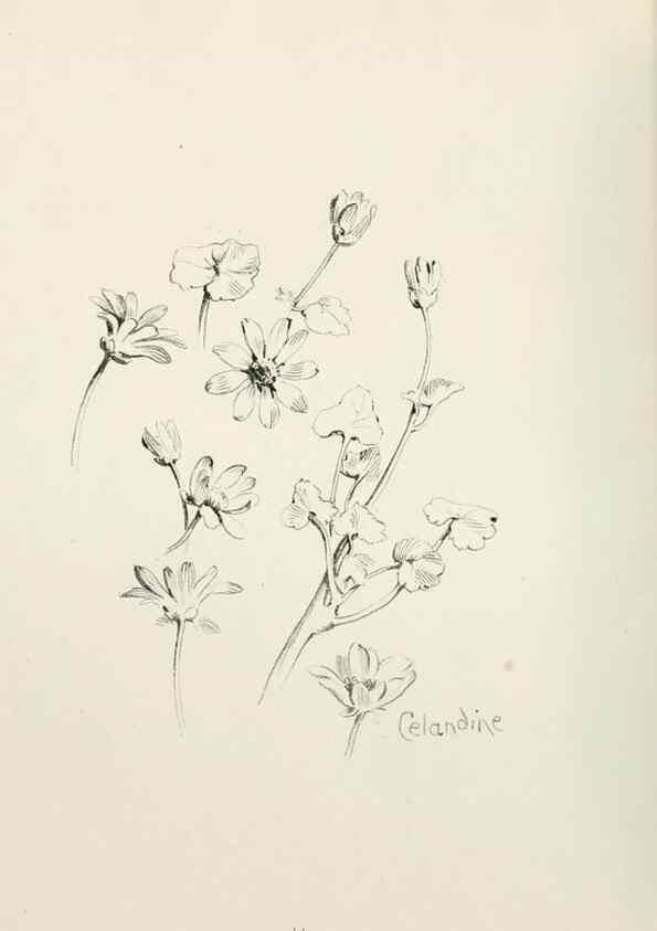 Reproducción/Reproduction 49233287591: Flower pictures,. London,[Printed by R. R. Clark,1914?]. 