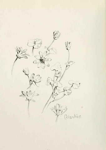 Reproducción/Reproduction 49233287591: Flower pictures,. London,[Printed by R. R. Clark,1914?]. 