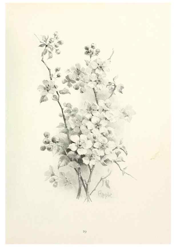 Reproducción/Reproduction 49233511462: Flower pictures,. London,[Printed by R. R. Clark,1914?]. 