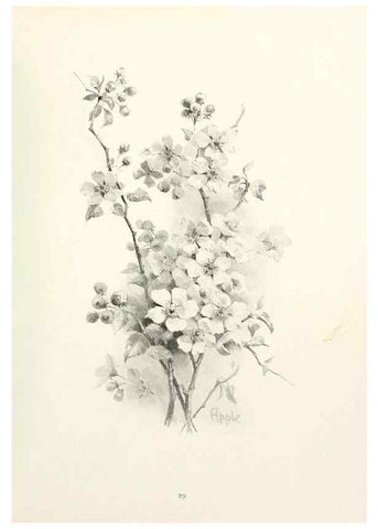 Reproducción/Reproduction 49233511462: Flower pictures,. London,[Printed by R. R. Clark,1914?]. 