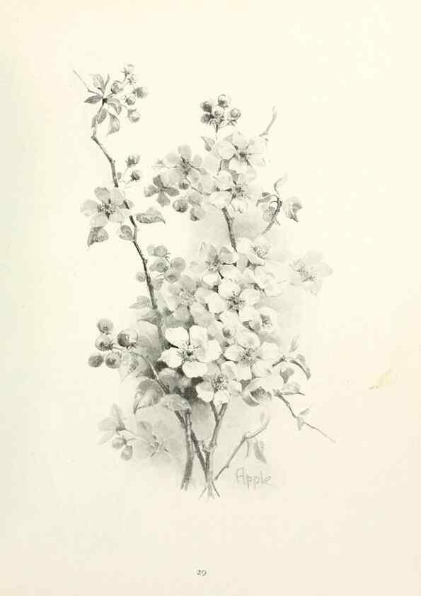 Reproducción/Reproduction 49233511462: Flower pictures,. London,[Printed by R. R. Clark,1914?]. 