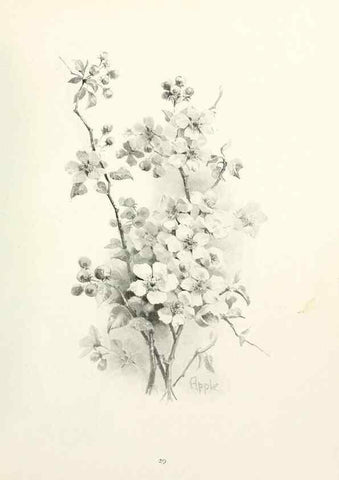 Reproducción/Reproduction 49233511462: Flower pictures,. London,[Printed by R. R. Clark,1914?]. 