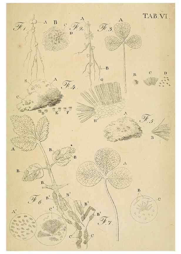 Reproducción/Reproduction 49232631043: Stirpium rariorum minusque cognitarum in Sicilia sponte provenientium descriptiones nonnullis iconibus auctae /. Panormi :Typis Regiis,1813-1816.. 