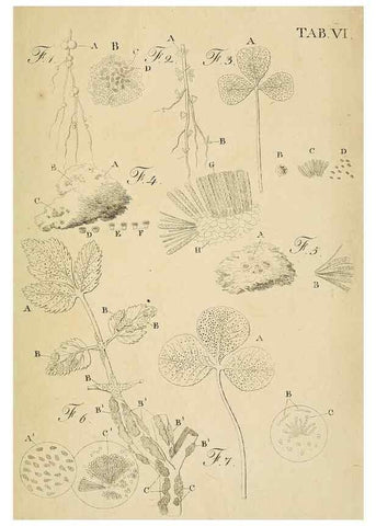 Reproducción/Reproduction 49232631043: Stirpium rariorum minusque cognitarum in Sicilia sponte provenientium descriptiones nonnullis iconibus auctae /. Panormi :Typis Regiis,1813-1816.. 