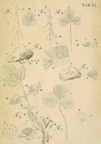 Reproducción/Reproduction 49232631043: Stirpium rariorum minusque cognitarum in Sicilia sponte provenientium descriptiones nonnullis iconibus auctae /. Panormi :Typis Regiis,1813-1816.. 