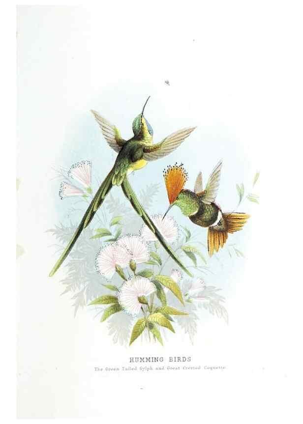 Reproducción/Reproduction 49169880207: Beautiful birds in far-off lands :. London :T. Nelson,1872.. 