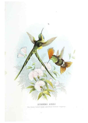 Reproducción/Reproduction 49169880207: Beautiful birds in far-off lands :. London :T. Nelson,1872.. 