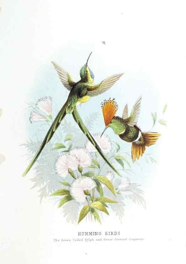 Reproducción/Reproduction 49169880207: Beautiful birds in far-off lands :. London :T. Nelson,1872.. 