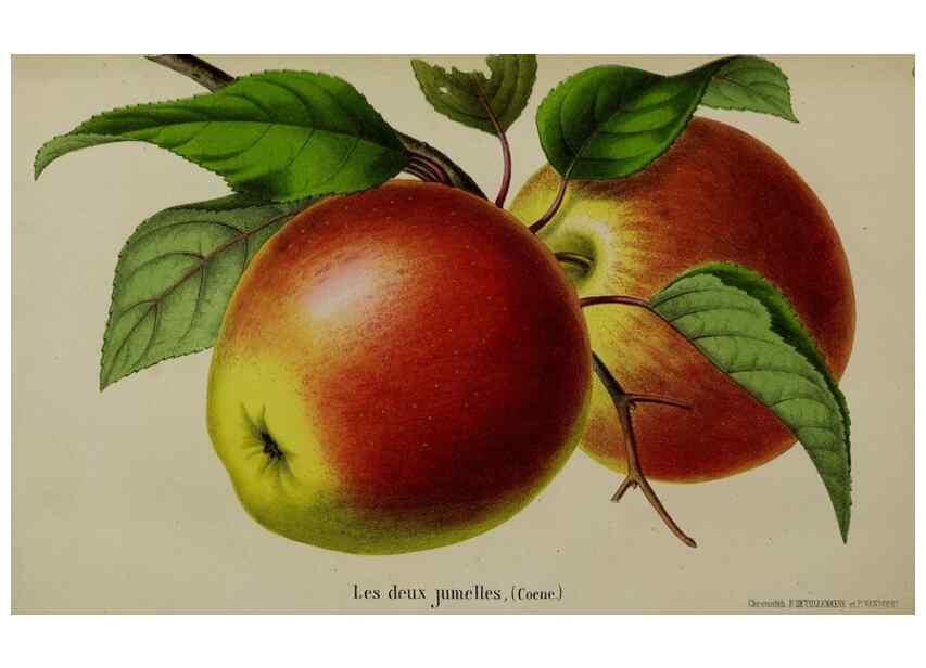 Reproducción/Reproduction 49168321181: Belgique horticole.. Liége.. 