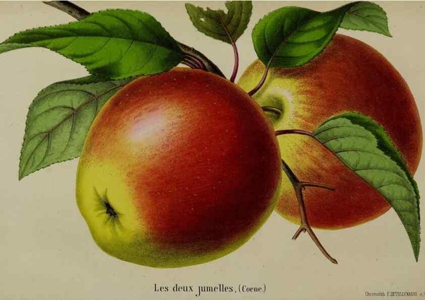 Reproducción/Reproduction 49168321181: Belgique horticole.. Liége.. 