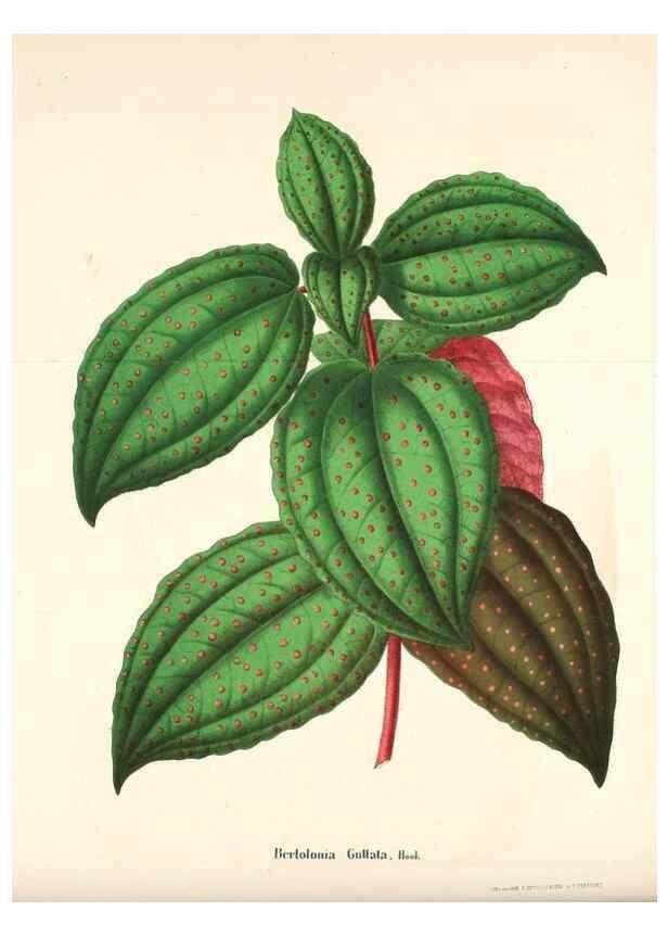 Reproducción/Reproduction 49168321376: Belgique horticole.. Liége.. 