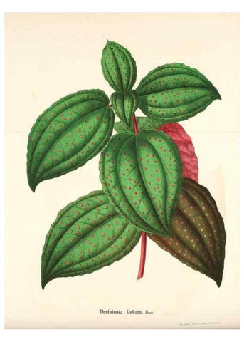 Reproducción/Reproduction 49168321376: Belgique horticole.. Liége.. 