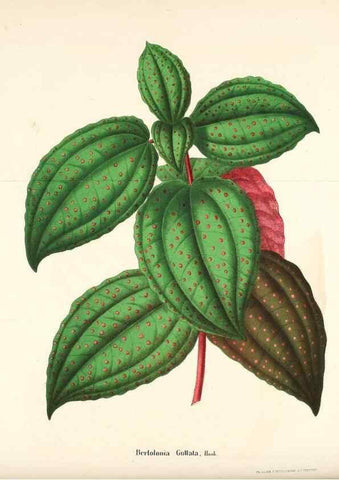 Reproducción/Reproduction 49168321376: Belgique horticole.. Liége.. 