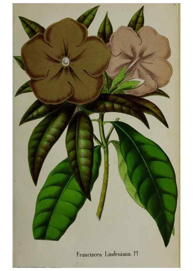Reproducción/Reproduction 49168548537: Belgique horticole.. Liége.. 