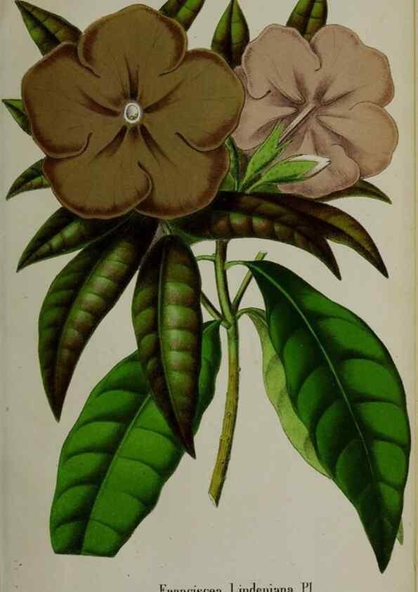 Reproducción/Reproduction 49168548537: Belgique horticole.. Liége.. 