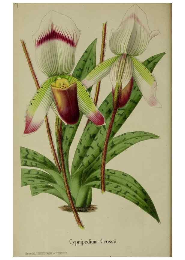 Reproducción/Reproduction 49168321881: Belgique horticole.. Liége.. 