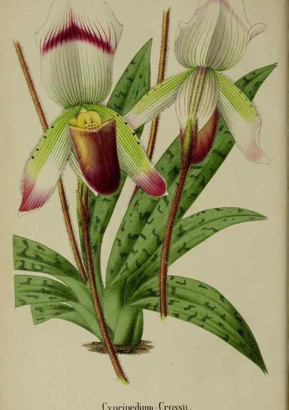 Reproducción/Reproduction 49168321881: Belgique horticole.. Liége.. 