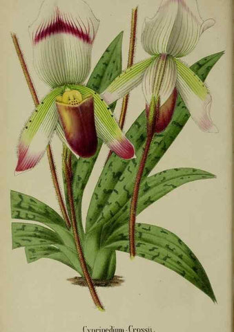 Reproducción/Reproduction 49168321881: Belgique horticole.. Liége.. 