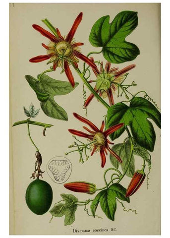 Reproducción/Reproduction 49168322061: Belgique horticole.. Liége.. 