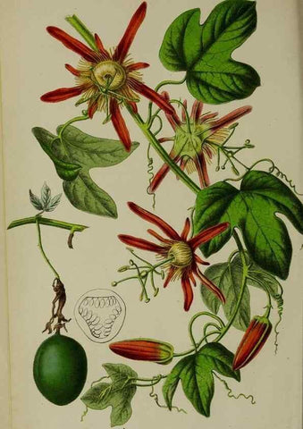 Reproducción/Reproduction 49168322061: Belgique horticole.. Liége.. 