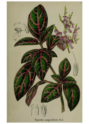 Reproducción/Reproduction 49168549222: Belgique horticole.. Liége.. 