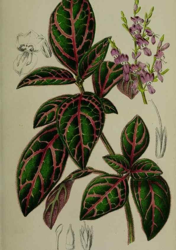 Reproducción/Reproduction 49168549222: Belgique horticole.. Liége.. 