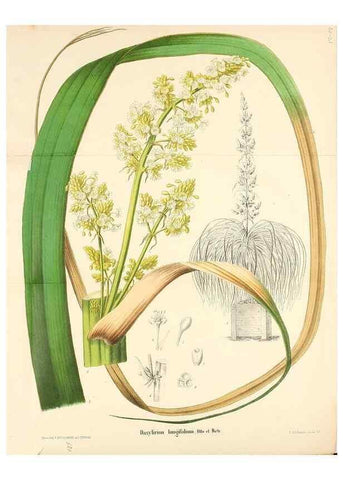 Reproducción/Reproduction 49168322541: Belgique horticole.. Liége.. 
