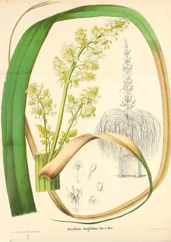 Reproducción/Reproduction 49168322541: Belgique horticole.. Liége.. 