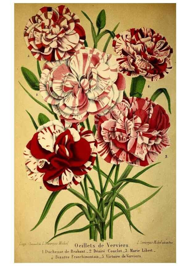 Reproducción/Reproduction 49167928438: Belgique horticole.. Liége.. 